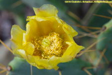 prickly pear cactus